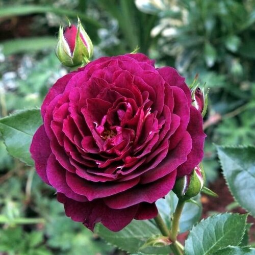 ���� ���� ���������� ��� ���� 2 ��, ������ �� 1299 ���