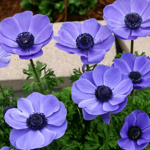   MR FOKKER (10 ),   441 