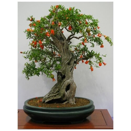 ���� ���������� ������, ������ ������, ������ �� 500 ���