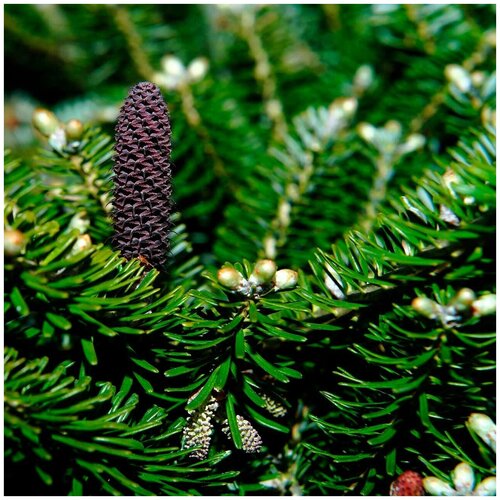 ���� ������ ������ ����� ��������� ������ 30 ��., ������ �� 270 ���