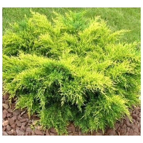 ���� ������������ ������� ��� ���� (1 ������� � ������ 15-20 ��). Szkolka roslin A.M (������), ������ �� 867 ���