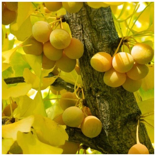 ���� ������ ������ ������ ������ 5 ��., ������ �� 350 ���