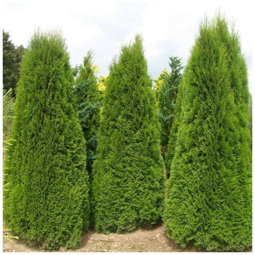 ���� ������ ������ ��� �������� ������� 50 ��., ������ �� 320 ���