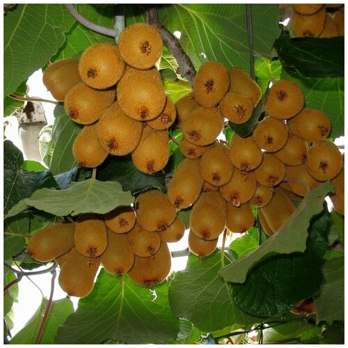 ���� ������ ������ ����, ��������� ��������� 30 ��., ������ �� 350 ���