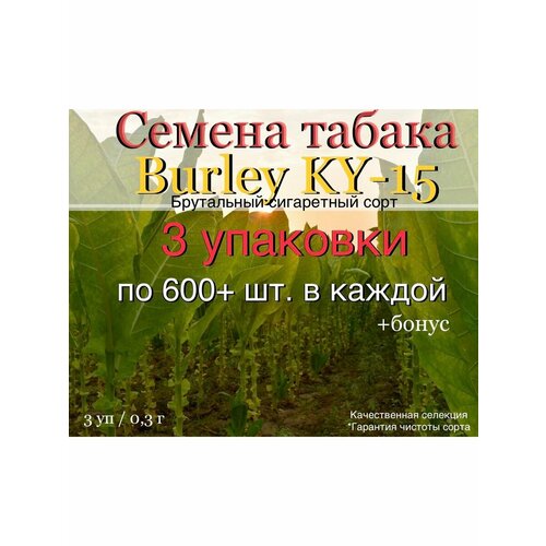   Masloff-tobacco,   300 