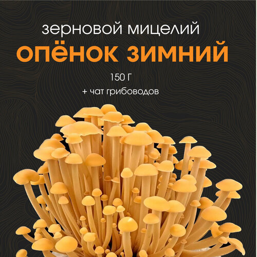 ���� ������� ������ ������� �����������. ������ ������. ��������, ������ �� 499 ���