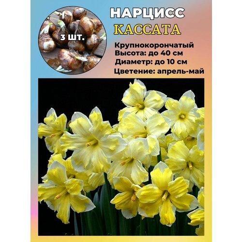 ���� ������� ��������, �������� 3 �����, ������ �� 450 ���