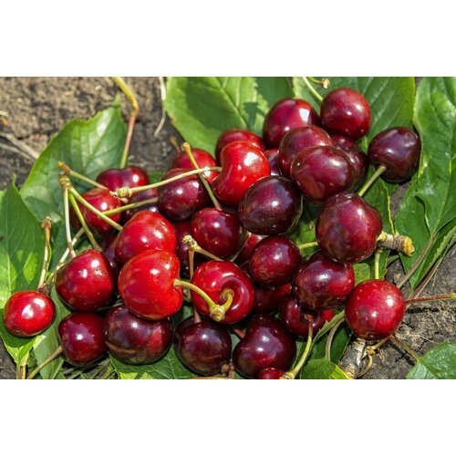 ���� ������� ������� ��������, ������ �� 650 ���