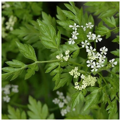 ���� ������ ������ ������� ������� 50 ��., ������ �� 250 ���