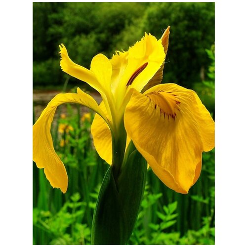      (Iris pseudacorus), 10 ,   400 