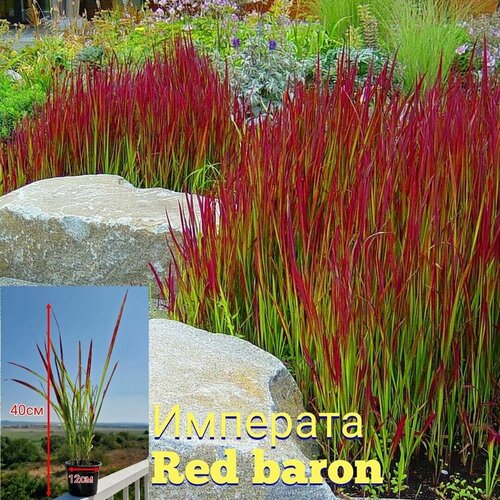 ���� �������� red baron, ������ �� 700 ���