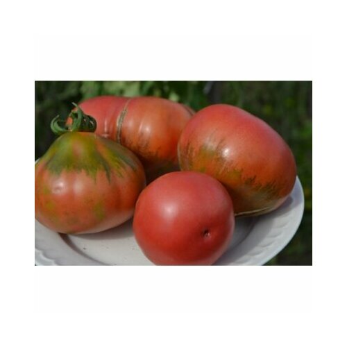 ���� ������ ����� �������� ���� ����� ������ (�����), ������ �� 49 ���