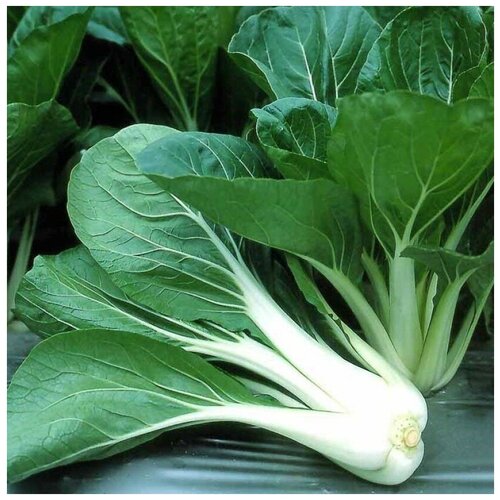 ���� ������ ������ ������� ��������� ��������� (��� ��� �����) 30 ��., ������ �� 250 ���