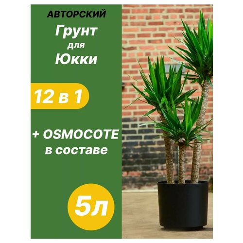 ���� ����� ��� ���� 5 � �������, ������ �� 640 ���