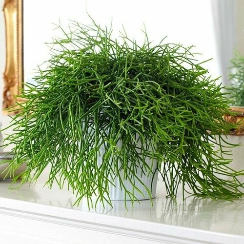   , Rhipsalis accifera, , ,   420 