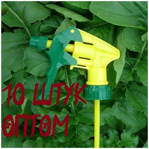 ���� ������������� ��� ������ ������������� ����������� ����� 10 ����, ������ �� 798 ���