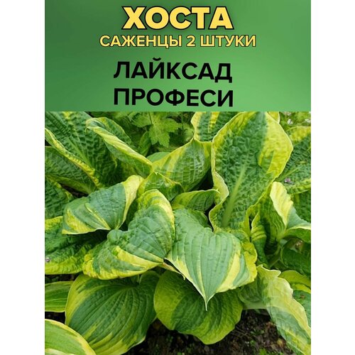 ���� ����� �������, ����������� �������� 2�����, ������ �� 850 ���