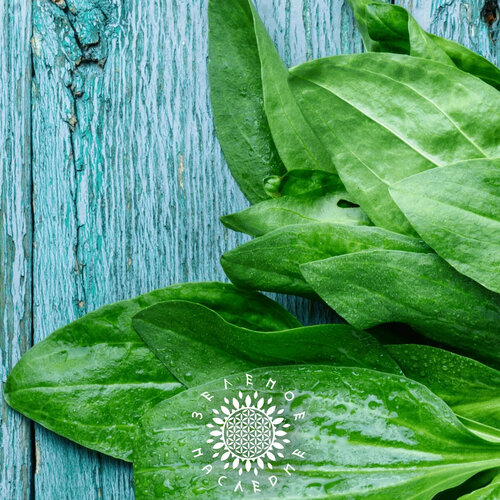 ���� ������ ���������� ������� (���. Plantago major) 100�� �� Green Legacy, ������ �� 310 ���