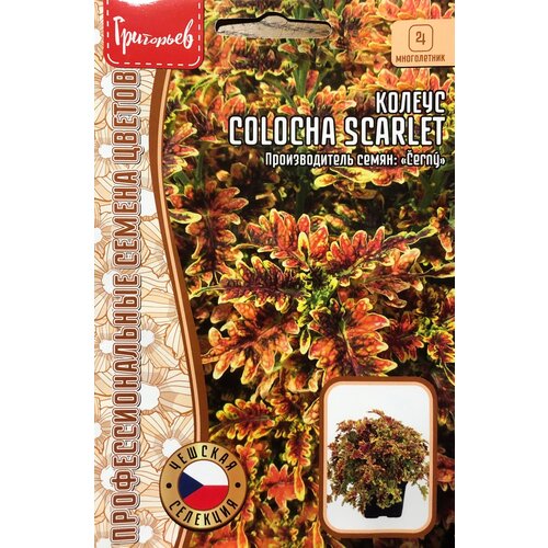 ���� ������ ������� Colocha Scarlet (5 �����), ������ �� 260 ���