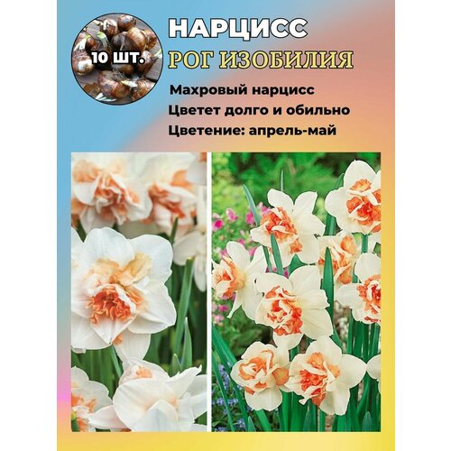 ���� ������� ��������, ����������� ���������� �����, 10 ��., ������ �� 1100 ���