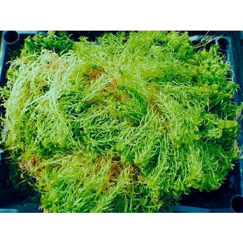 ���� ��� ������� ( �����, ���� �����������!) 150 ��., ������ �� 250 ���