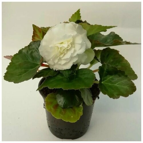 ���� ������� ��������� ��������������� ������� �����, ����������� ��� ���� � ����, 10 �����, ������ �� 260 ���