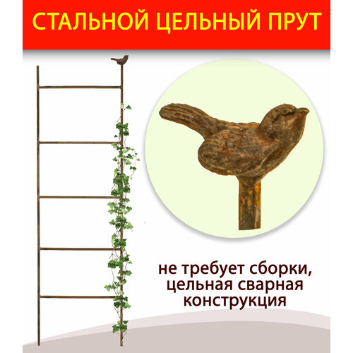 ���� ����� / ������� ��� �������� �������� 