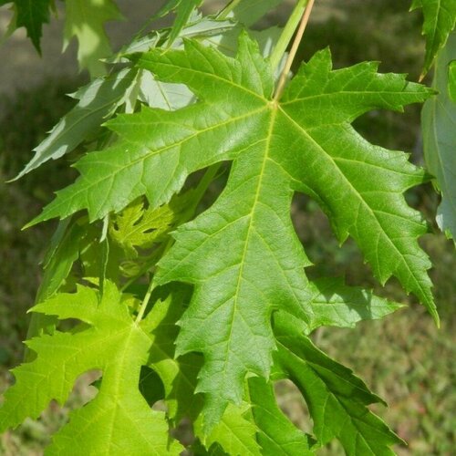     () / Acer saccharinum, 10 ,   430 
