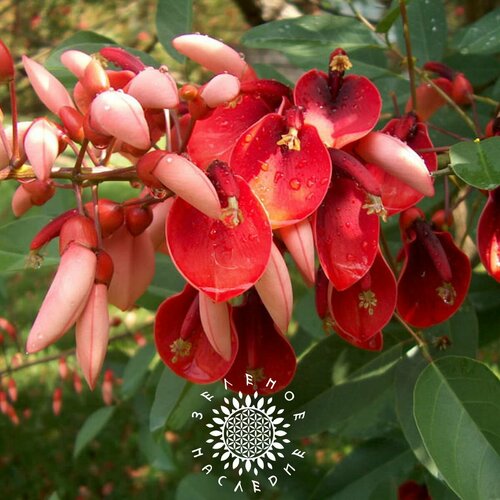    -   -   (. Erythrina crista-galli) 10   -     , -, 