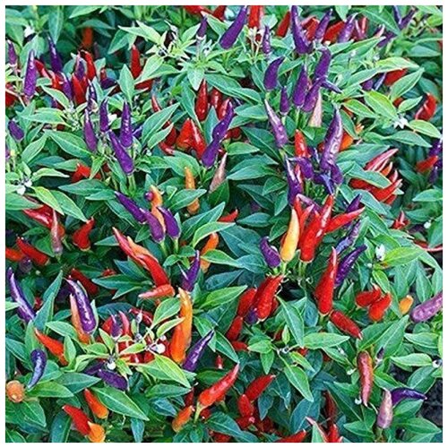 ���� ������ ������ ������ ����� Ornamental Sangria 5 ��., ������ �� 320 ���