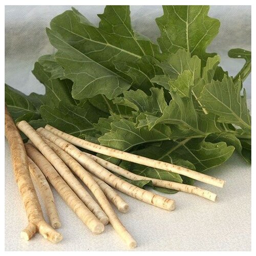 ���� ������ ������ ������ ������ (���� ���������) 15 ��., ������ �� 239 ���