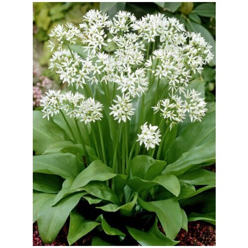 ���� ������ ������� (Allium ursinum), 30 ����, ������ �� 400 ���