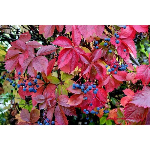 ���� �������� ������� ��������������� / ������ 5 ����, ������ �� 349 ���