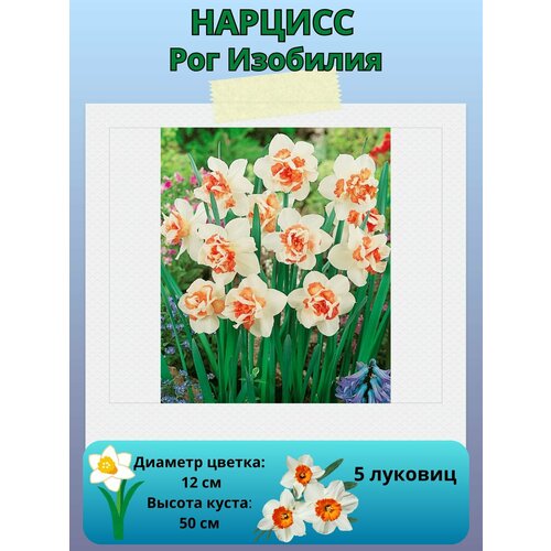 ���� ������� ��� ��������, ����������� �����, �������� ��� ������� 5 ��, ������ �� 450 ���