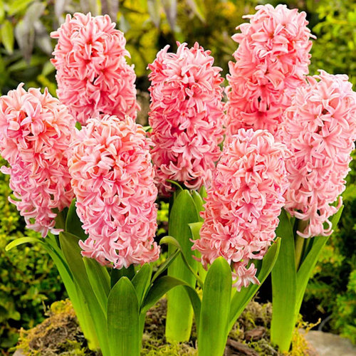   , botanica garden,   , 2 ,   366 