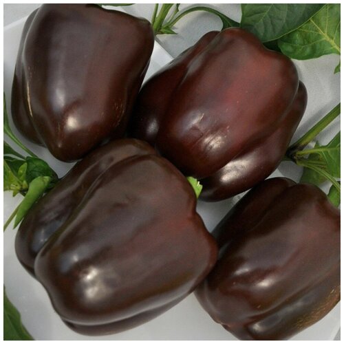 ���� ������ ������ ����� ������� ������ 10 ��., ������ �� 250 ���