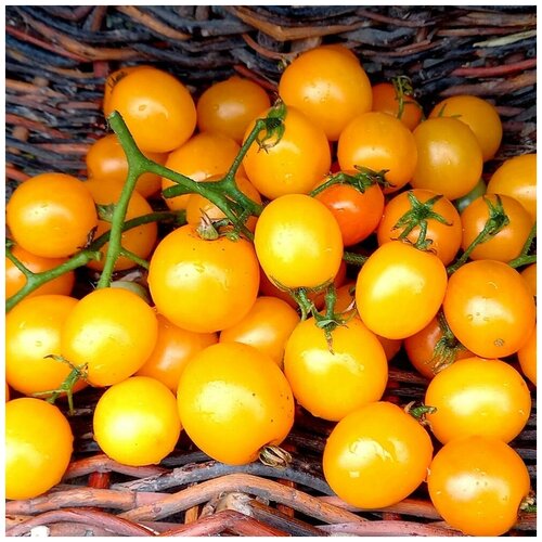 ���� ������ ������ ����� ����� ������ ������ ��� 10 ��., ������ �� 320 ���