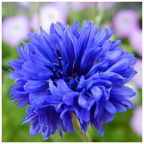 ���� ������ ������ ������ ��� �������� 30 ��., ������ �� 260 ���