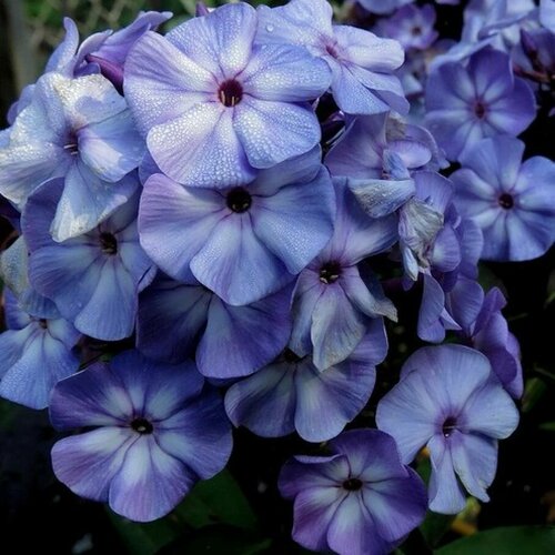 ���� ����� ��� ��� �����������, ������ �� 1009 ���