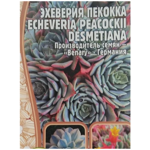     (Echeveria Peacockii desmetiana) (5 )   -     , -, 