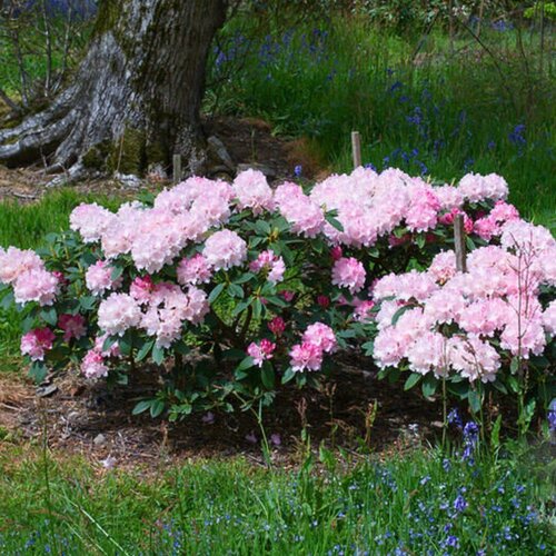 ���� ����������� ������������ �������� (Szkolka roslin A.M (������)), 1 ������� � ������ 15-20 ��, ������ �� 1920 ���