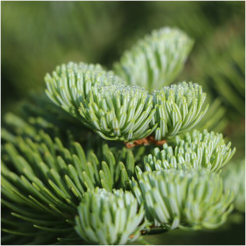 ���� ������ ������ ����� �������������� 10 ��., ������ �� 320 ���