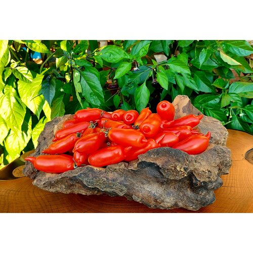 ���� ������ ����� �������� ������� (Piennolo Lungo) / Seeds And Goods / � �������� zip-lock ��� ���������� 15 �����, ������ �� 269 ���