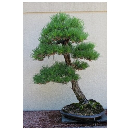 ���� �������� ������ �����, ������ ������, ������ �� 500 ���