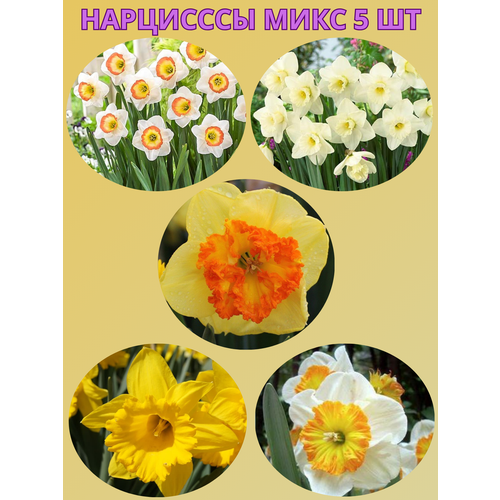 ���� �������� ����������� �����, �������� 5 �� ����10, ������ �� 450 ���