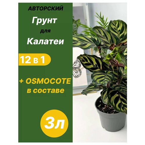 ���� ����� ��� ������� 3 � �������, ������ �� 535 ���