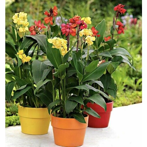 ���� ������ ����� (Canna) 5 ����, ������ �� 399 ���