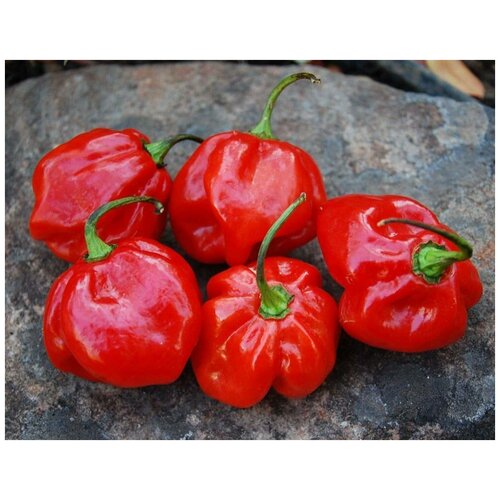     (. Jamaican Red Pepper )  5,   360 