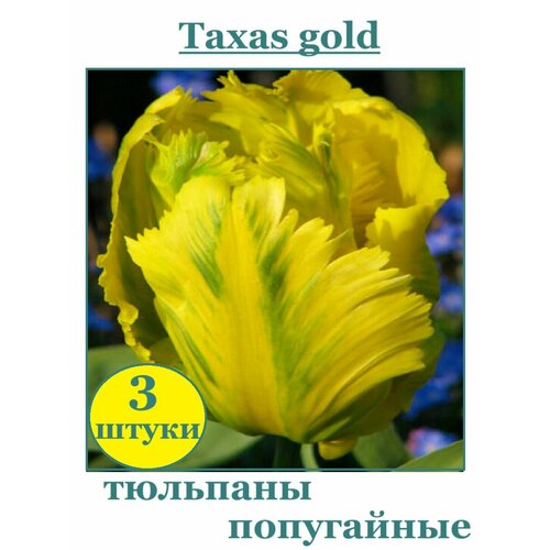     Texas Gold 3    -     , -, 