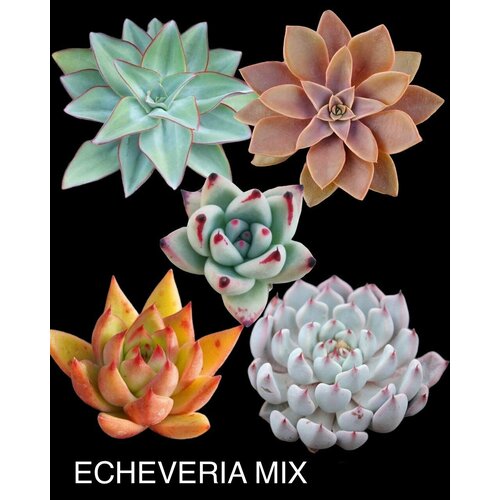 ���� �������� MIX ����� ��� �����������, ������ �� 599 ���